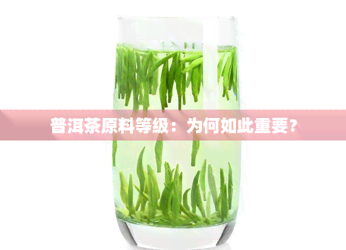 普洱茶原料等级：为何如此重要？