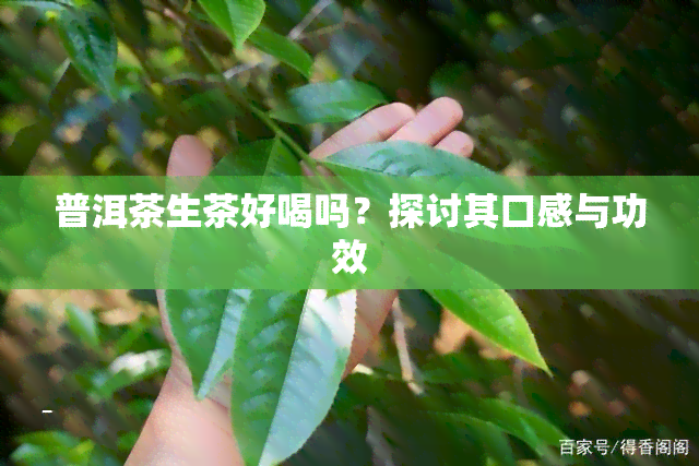 普洱茶生茶好喝吗？探讨其口感与功效