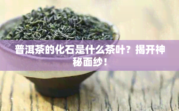 普洱茶的化石是什么茶叶？揭开神秘面纱！