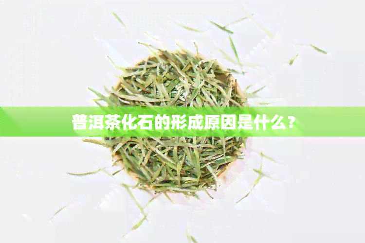 普洱茶化石的形成原因是什么？