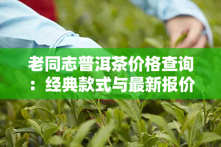 老同志普洱茶价格查询：经典款式与最新报价一览