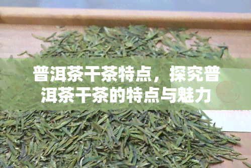 普洱茶干茶特点，探究普洱茶干茶的特点与魅力