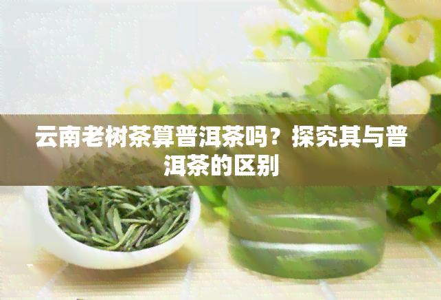 云南老树茶算普洱茶吗？探究其与普洱茶的区别