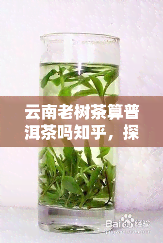 云南老树茶算普洱茶吗知乎，探讨云南老树茶是否属于普洱茶：在知乎上的观点与讨论