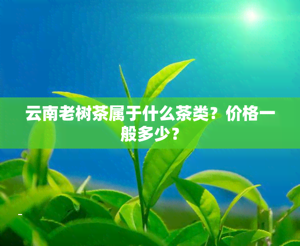 云南老树茶属于什么茶类？价格一般多少？