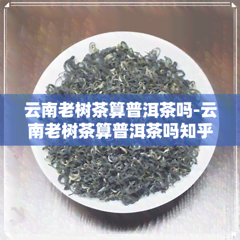 云南老树茶算普洱茶吗-云南老树茶算普洱茶吗知乎