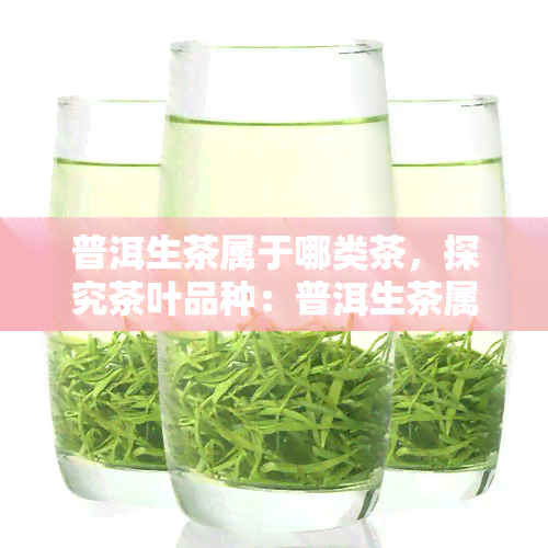 普洱生茶属于哪类茶，探究茶叶品种：普洱生茶属于哪一类茶？