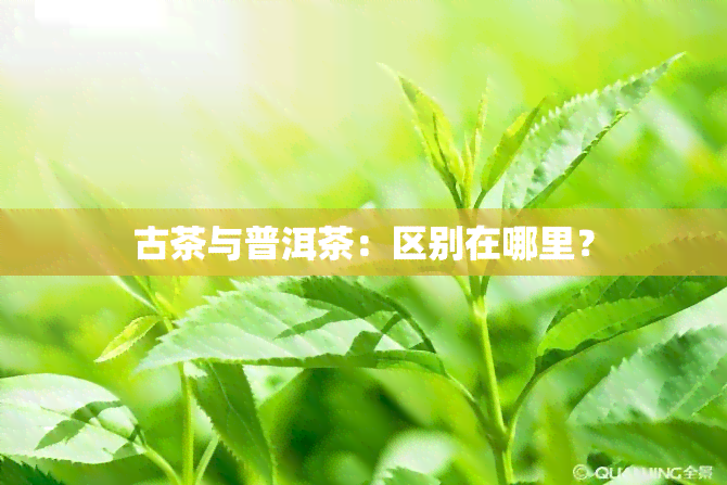 古茶与普洱茶：区别在哪里？