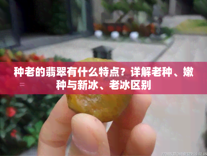 种老的翡翠有什么特点？详解老种、嫩种与新冰、老冰区别