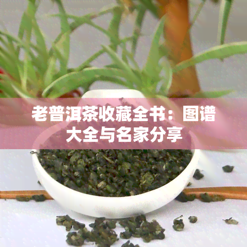 老普洱茶收藏全书：图谱大全与名家分享