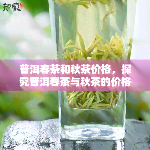 普洱春茶和秋茶价格，探究普洱春茶与秋茶的价格差异