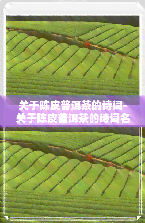 关于陈皮普洱茶的诗词-关于陈皮普洱茶的诗词名句