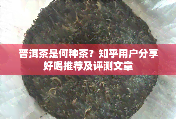 普洱茶是何种茶？知乎用户分享好喝推荐及评测文章