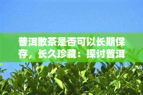 普洱散茶是否可以长期保存，长久珍藏：探讨普洱散茶的长期保存可能性