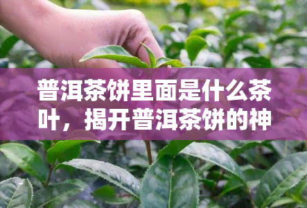 普洱茶饼里面是什么茶叶，揭开普洱茶饼的神秘面纱：里面到底装的是什么茶叶？