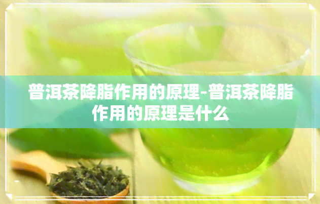 普洱茶降脂作用的原理-普洱茶降脂作用的原理是什么