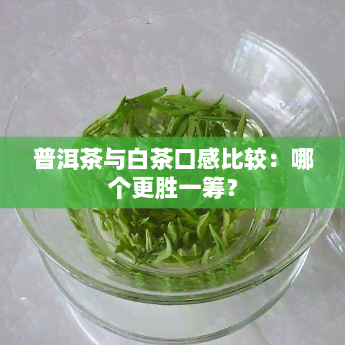 普洱茶与白茶口感比较：哪个更胜一筹？