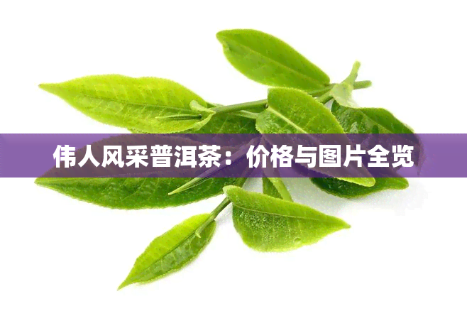 伟人风采普洱茶：价格与图片全览