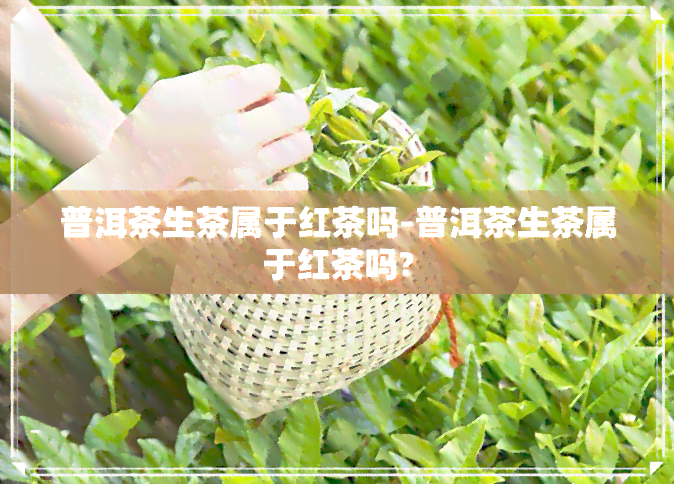 普洱茶生茶属于红茶吗-普洱茶生茶属于红茶吗?