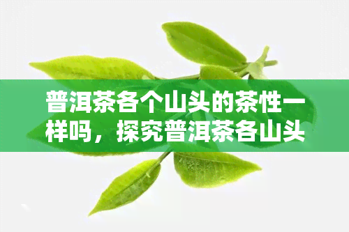 普洱茶各个山头的茶性一样吗，探究普洱茶各山头的茶性异同：一份全面的指南