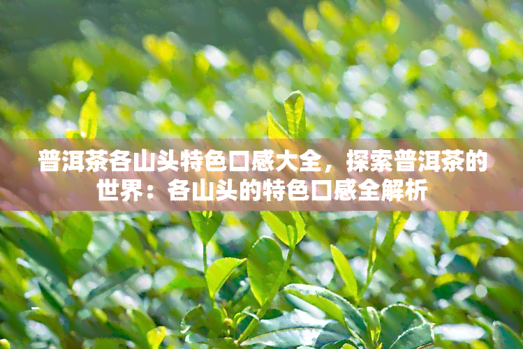 普洱茶各山头特色口感大全，探索普洱茶的世界：各山头的特色口感全解析