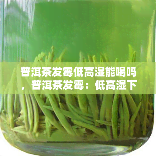 普洱茶发霉低高湿能喝吗，普洱茶发霉：低高湿下是否还能饮用？