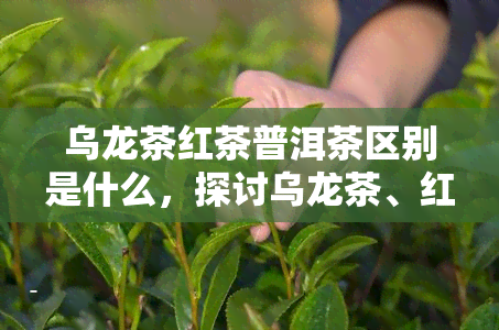 乌龙茶红茶普洱茶区别是什么，探讨乌龙茶、红茶和普洱茶的区别，带你了解中国三大茶类！