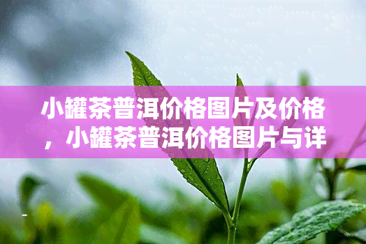 小罐茶普洱价格图片及价格，小罐茶普洱价格图片与详细报价一览