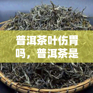 普洱茶叶伤胃吗，普洱茶是否伤胃？你需要知道的关键信息