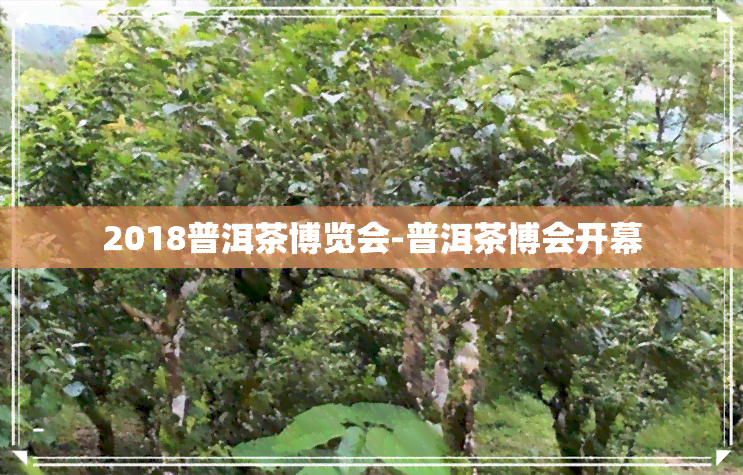 2018普洱茶博览会-普洱茶博会开幕