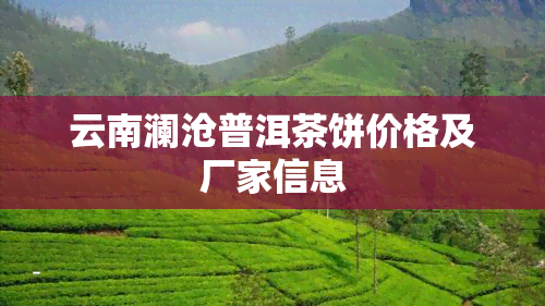 云南澜沧普洱茶饼价格及厂家信息