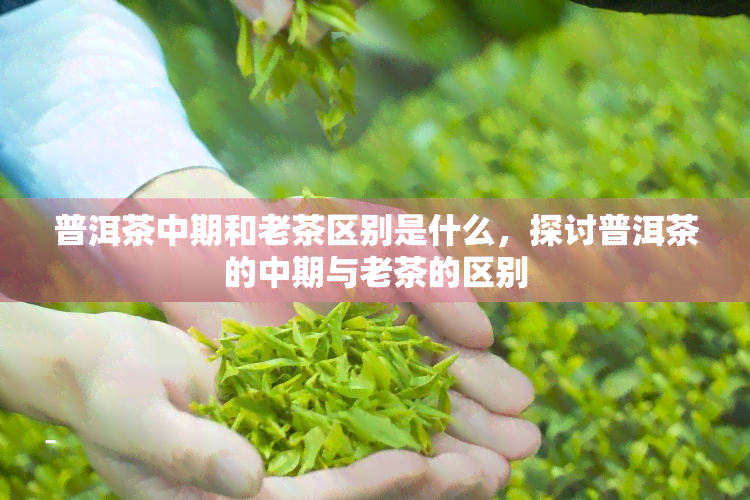 普洱茶中期和老茶区别是什么，探讨普洱茶的中期与老茶的区别