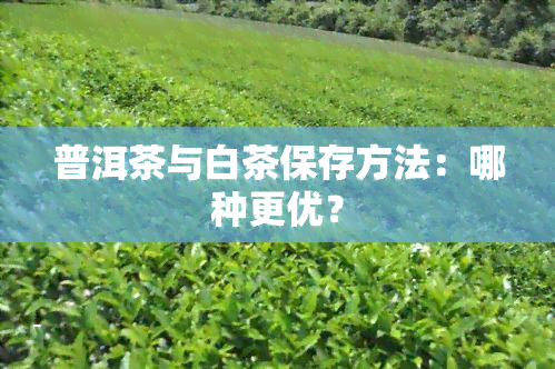 普洱茶与白茶保存方法：哪种更优？