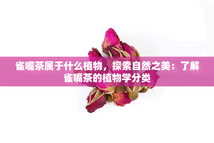 雀嘴茶属于什么植物，探索自然之美：了解雀嘴茶的植物学分类