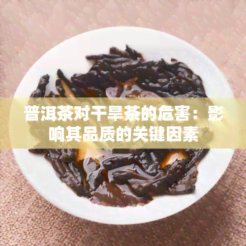 普洱茶对干旱茶的危害：影响其品质的关键因素