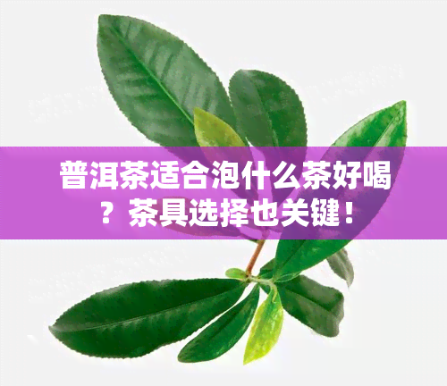 普洱茶适合泡什么茶好喝？茶具选择也关键！