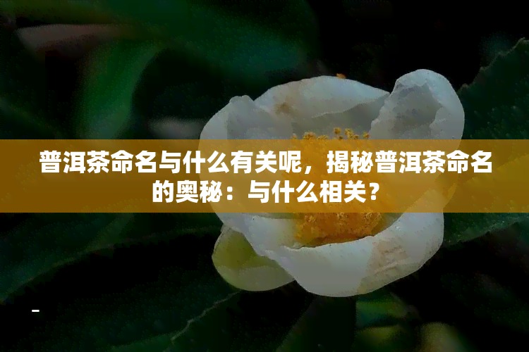 普洱茶命名与什么有关呢，揭秘普洱茶命名的奥秘：与什么相关？