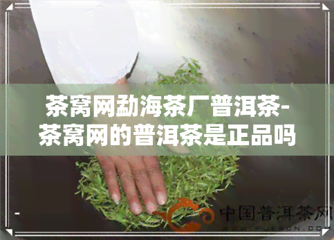 茶窝网勐海茶厂普洱茶-茶窝网的普洱茶是正品吗