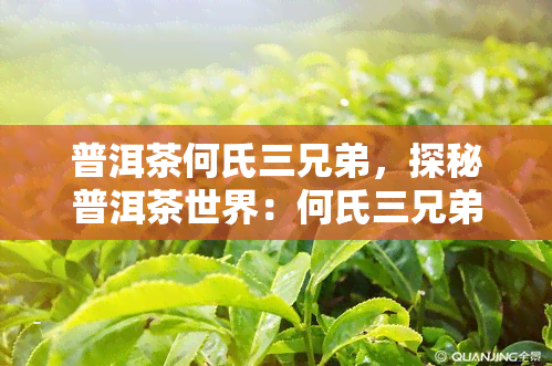 普洱茶何氏三兄弟，探秘普洱茶世界：何氏三兄弟的故事与技艺