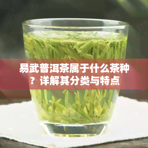 易武普洱茶属于什么茶种？详解其分类与特点