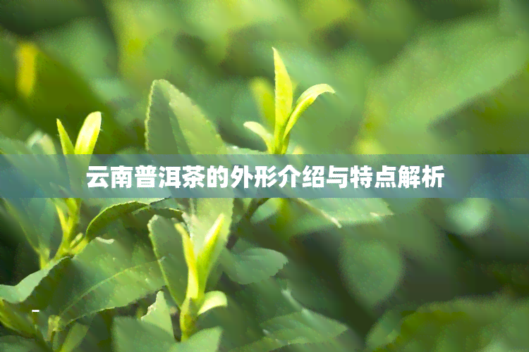 云南普洱茶的外形介绍与特点解析