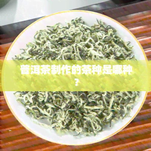 普洱茶制作的茶种是哪种？