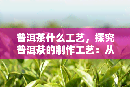 普洱茶什么工艺，探究普洱茶的制作工艺：从采摘到陈化，深入了解普洱茶的奥秘