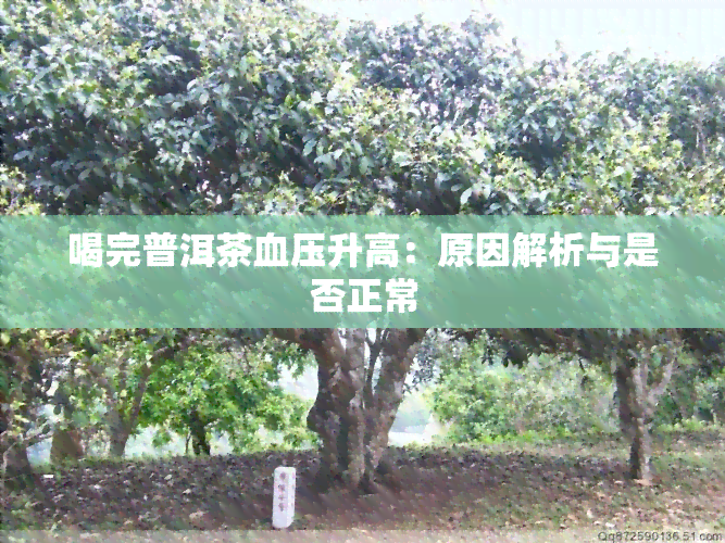 喝完普洱茶血压升高：原因解析与是否正常