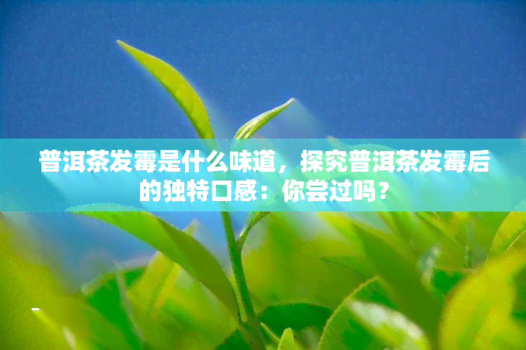 普洱茶发霉是什么味道，探究普洱茶发霉后的独特口感：你尝过吗？