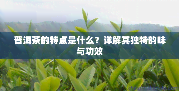 普洱茶的特点是什么？详解其独特韵味与功效