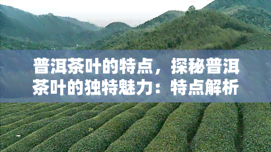 普洱茶叶的特点，探秘普洱茶叶的独特魅力：特点解析与品鉴指南