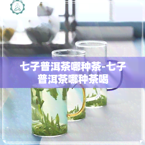 七子普洱茶哪种茶-七子普洱茶哪种茶喝