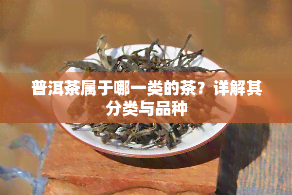 普洱茶属于哪一类的茶？详解其分类与品种