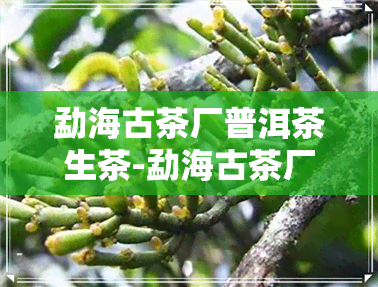 勐海古茶厂普洱茶生茶-勐海古茶厂普洱茶生茶价格表